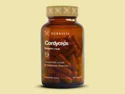 obrázek Cordyceps (Housenice čínská)
