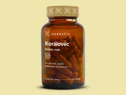 obrázek Korálovec ježatý - extrakt - kapsle